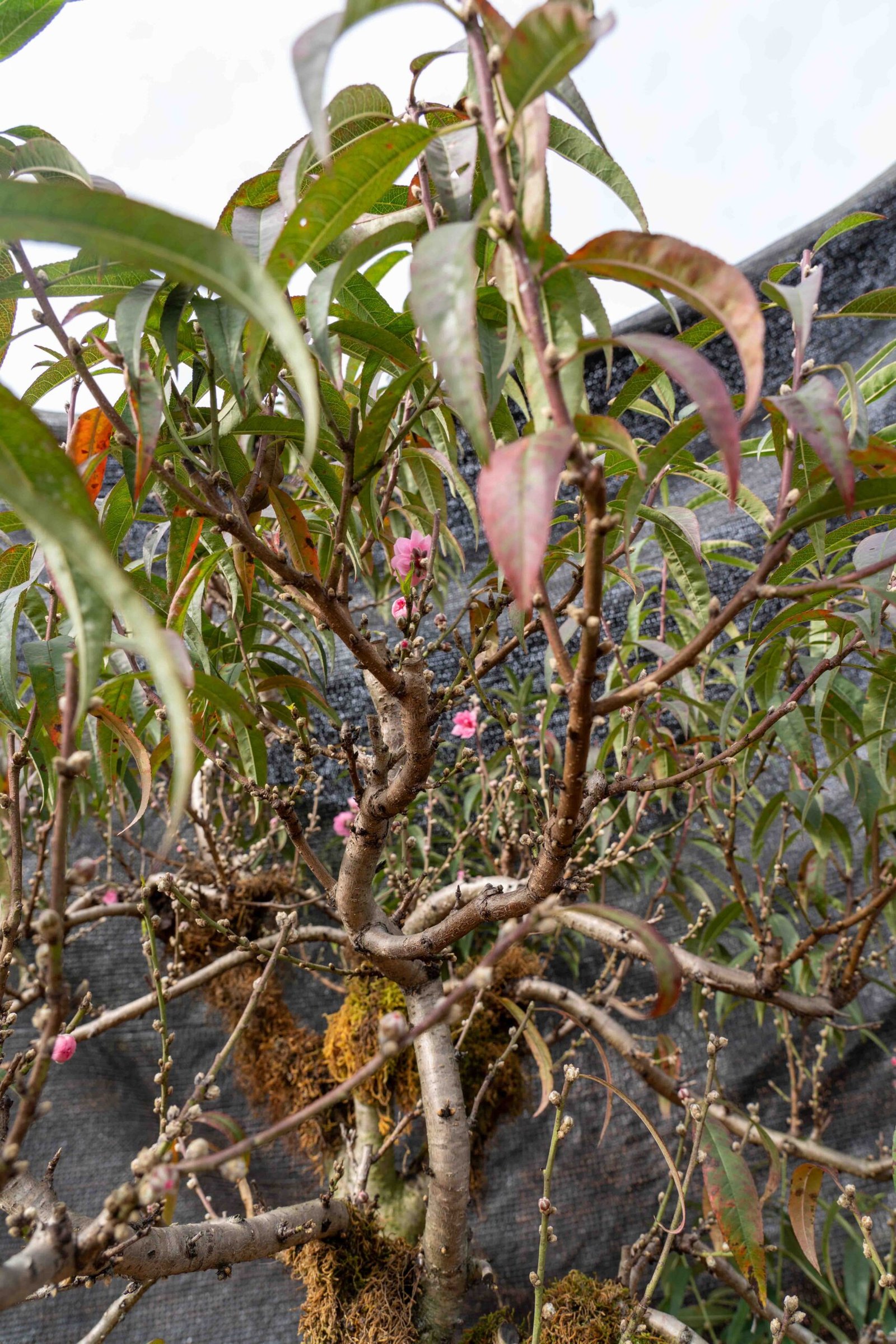 Đào tết Mộc Châu mã số 47 - Image 7