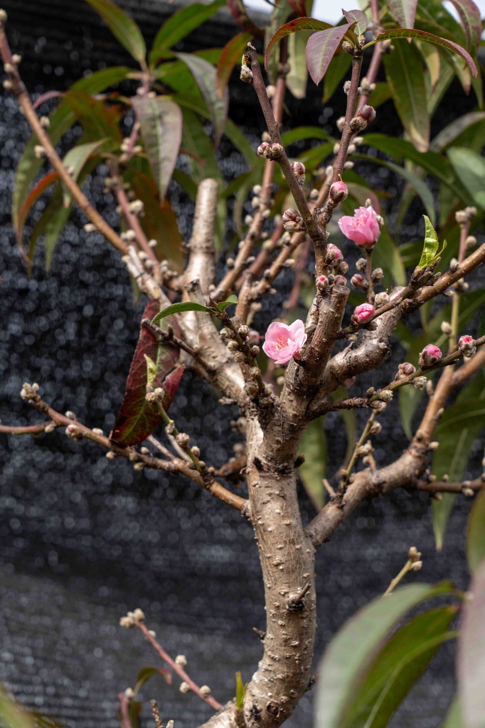 Đào tết Mộc Châu mã số 47 - Image 9