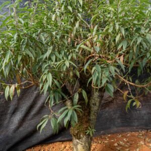 Đào tết Mộc Châu mã số 48