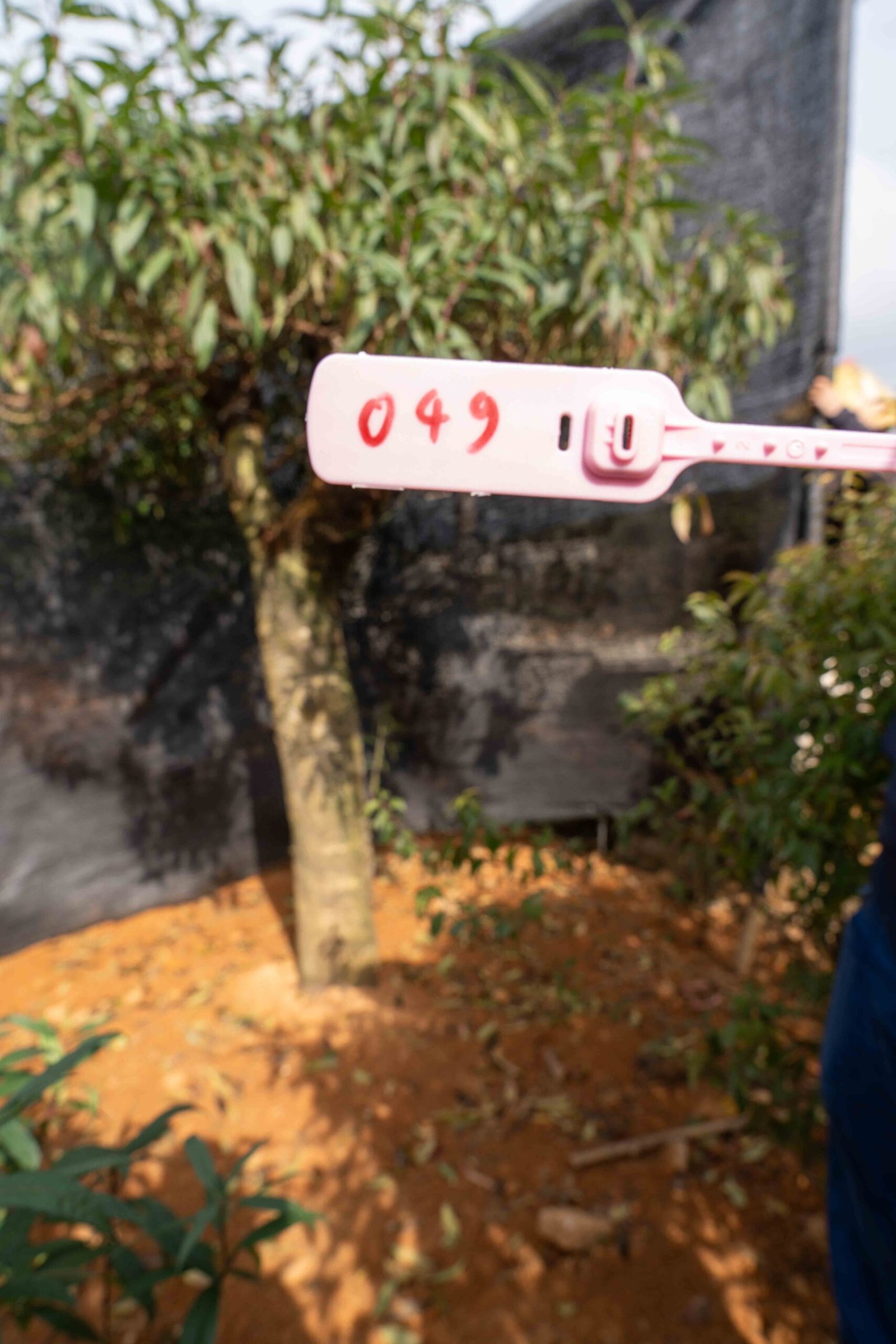 Đào tết Mộc Châu mã số 49 - Image 2