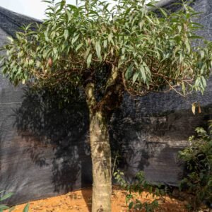 Đào tết Mộc Châu mã số 49