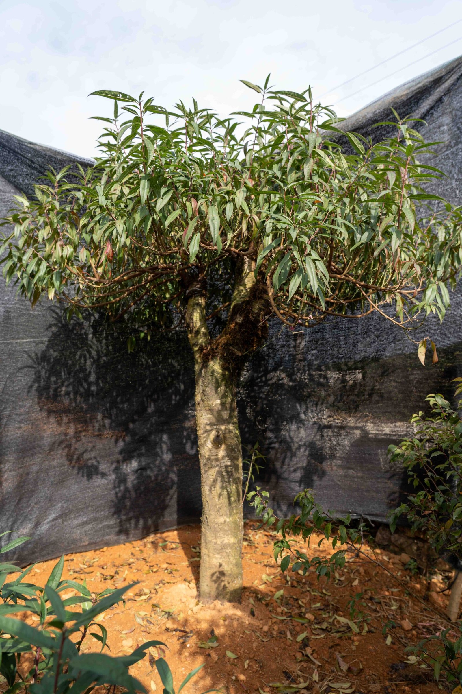 Đào tết Mộc Châu mã số 49