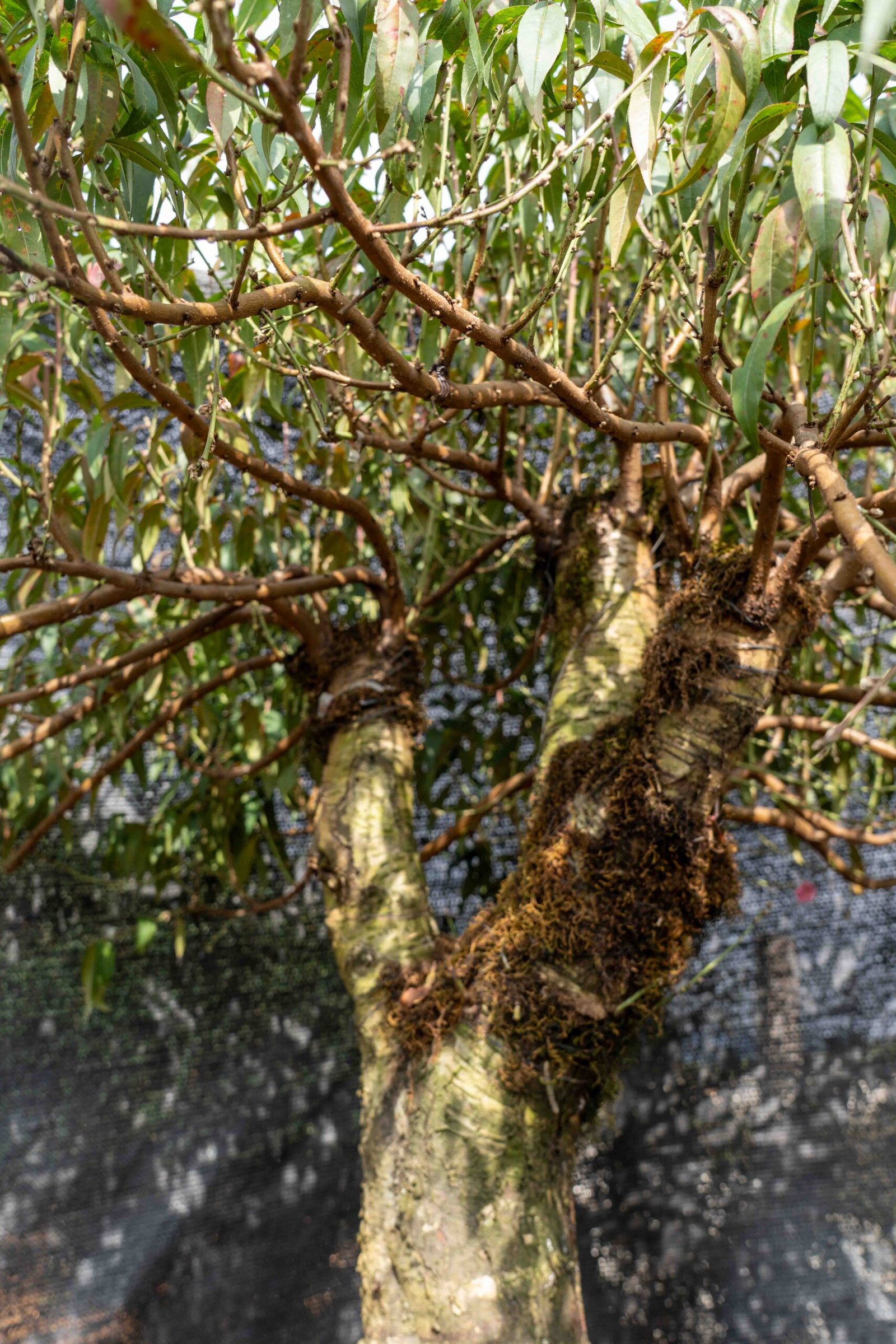 Đào tết Mộc Châu mã số 49 - Image 7