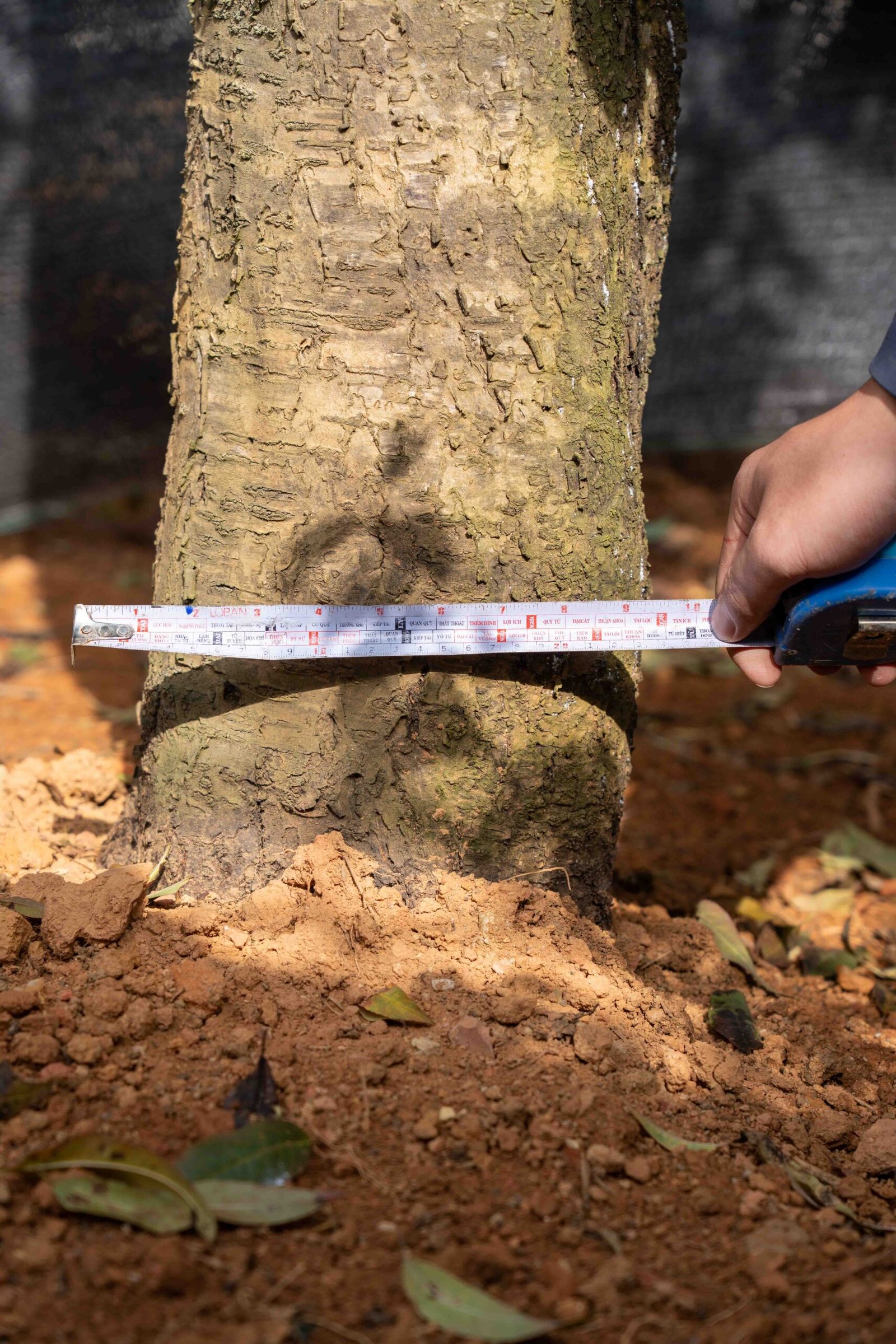 Đào tết Mộc Châu mã số 49 - Image 8