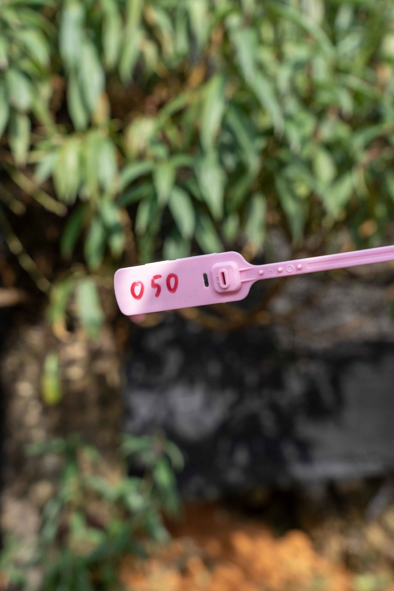 Đào tết Mộc Châu mã số 50 - Image 2