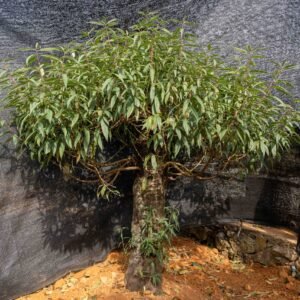 Đào tết Mộc Châu mã số 50