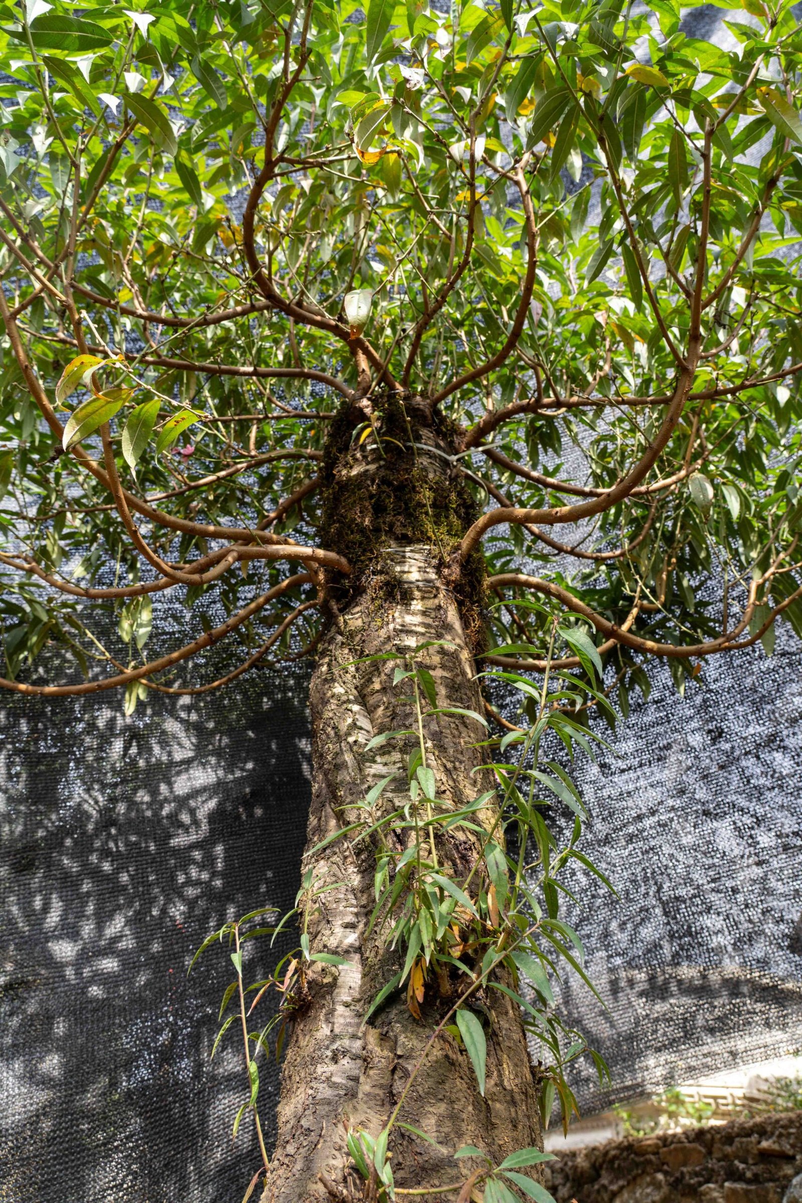 Đào tết Mộc Châu mã số 50 - Image 5