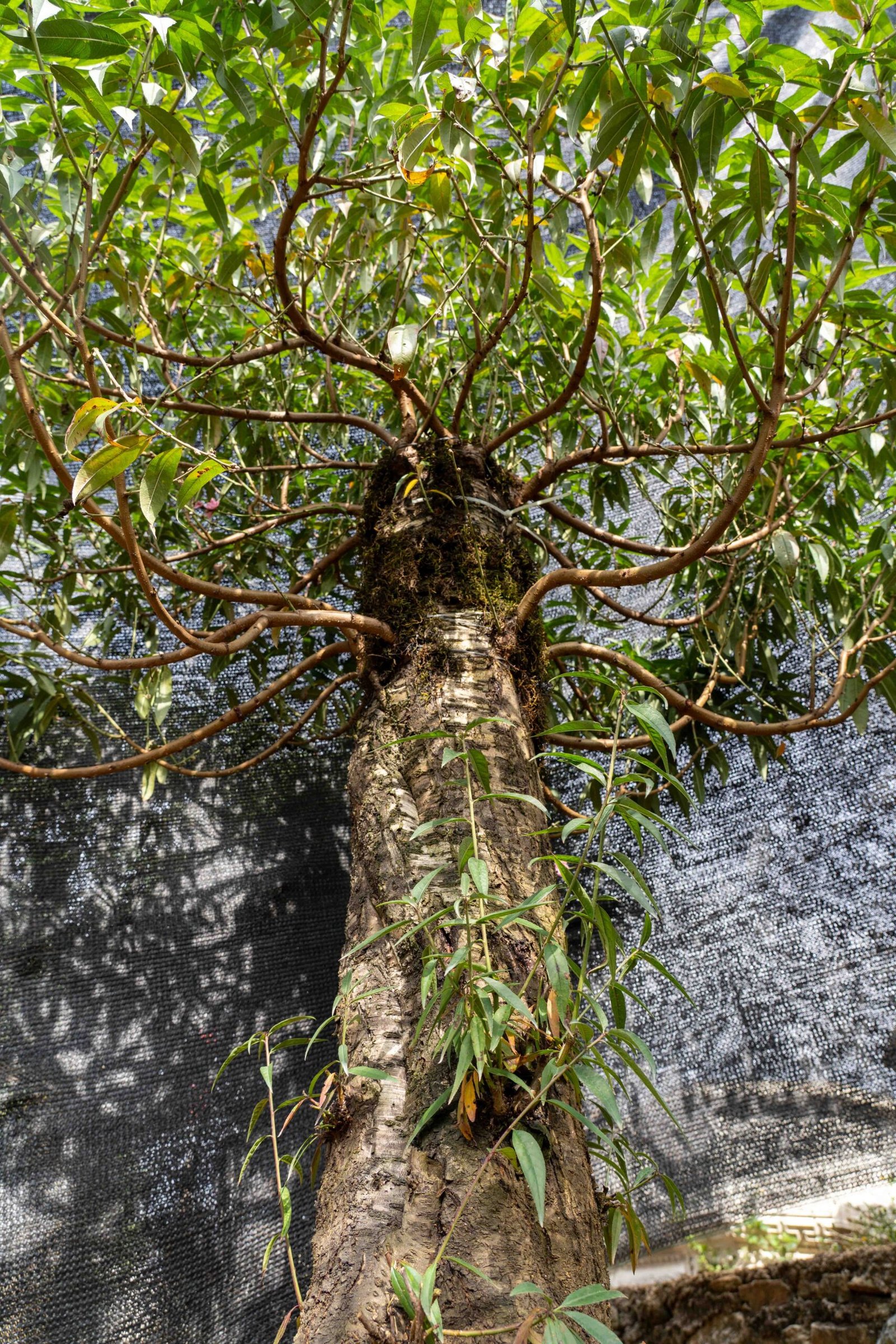 Đào tết Mộc Châu mã số 50 - Image 6