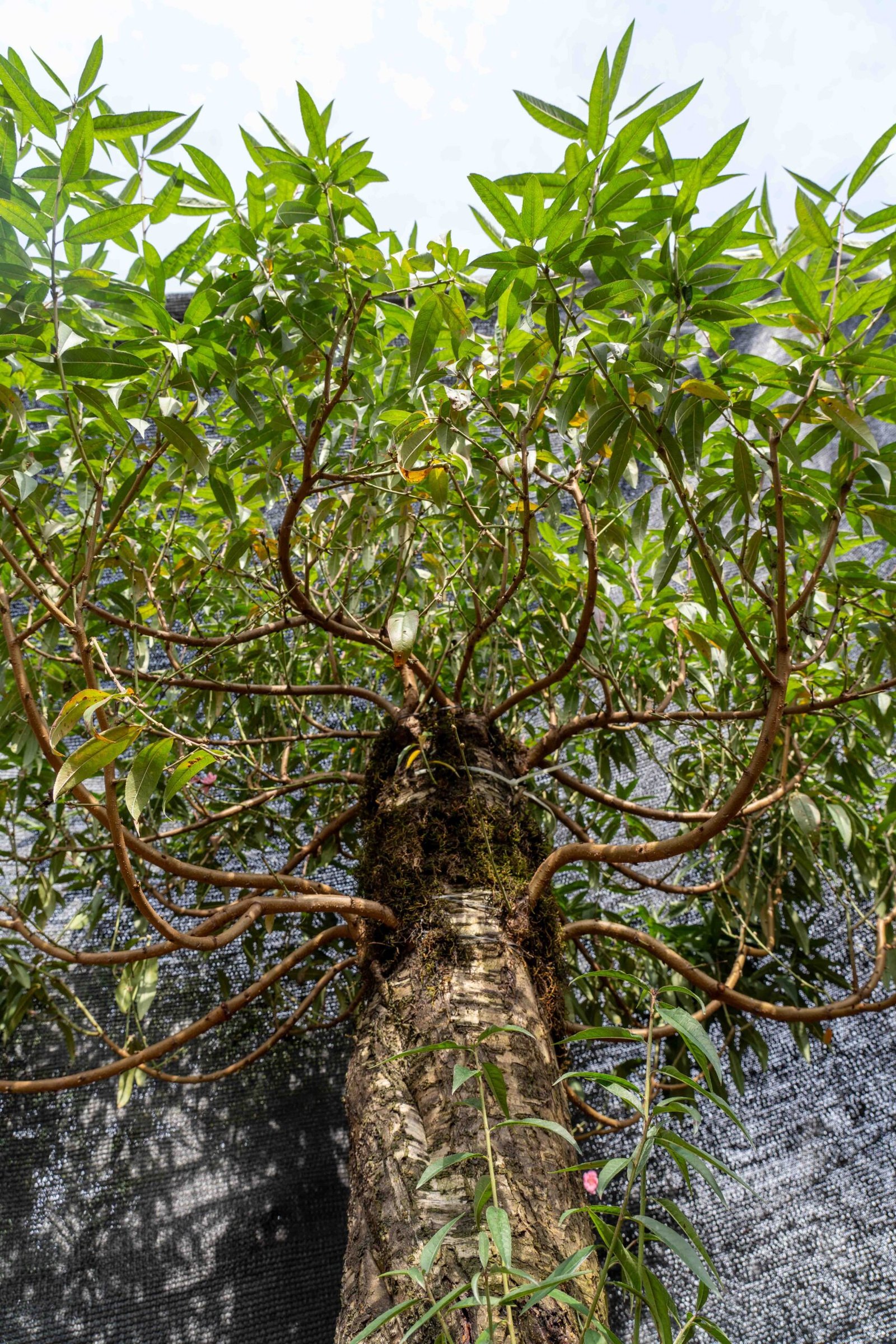 Đào tết Mộc Châu mã số 50 - Image 8