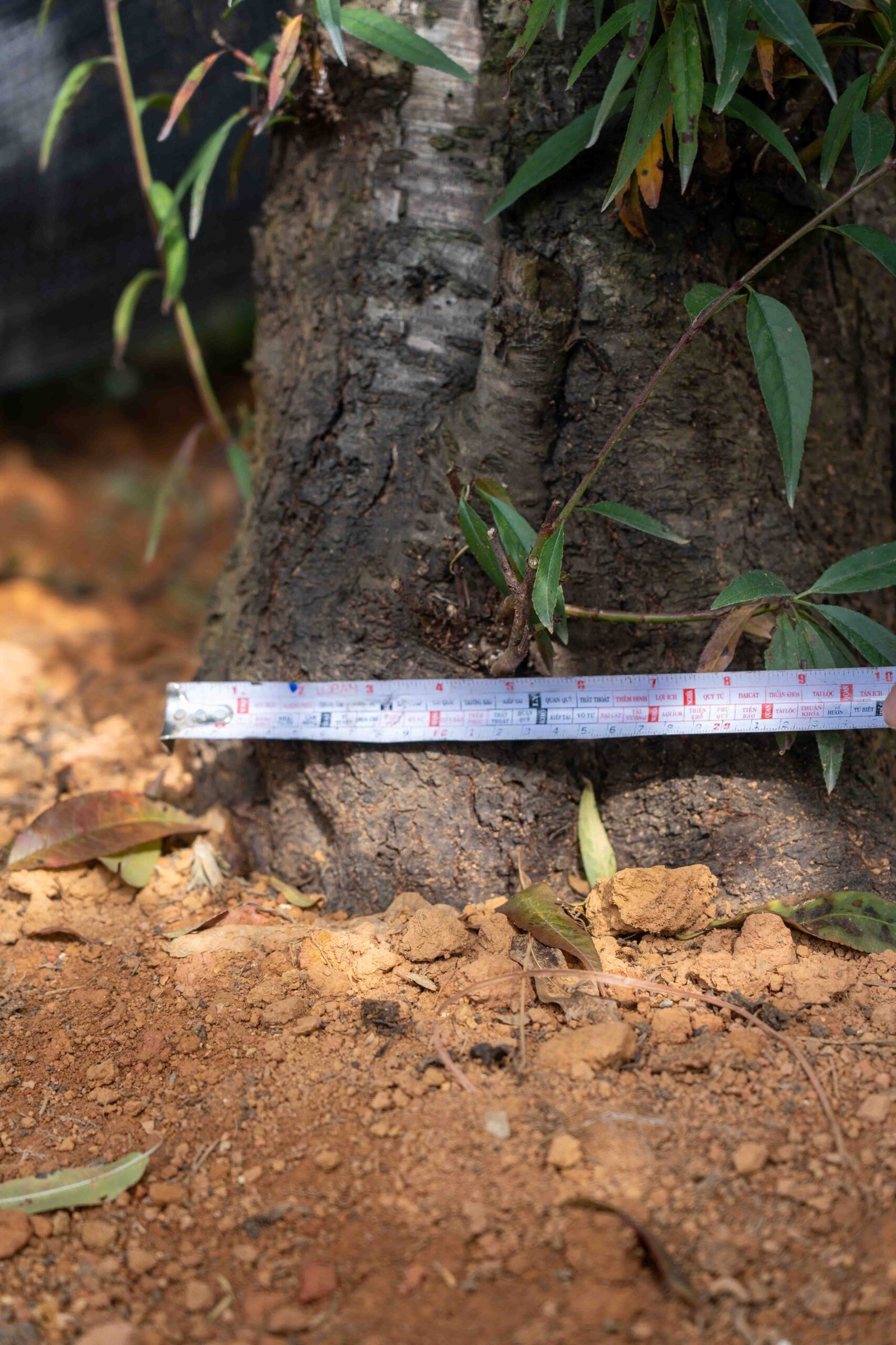 Đào tết Mộc Châu mã số 50 - Image 9