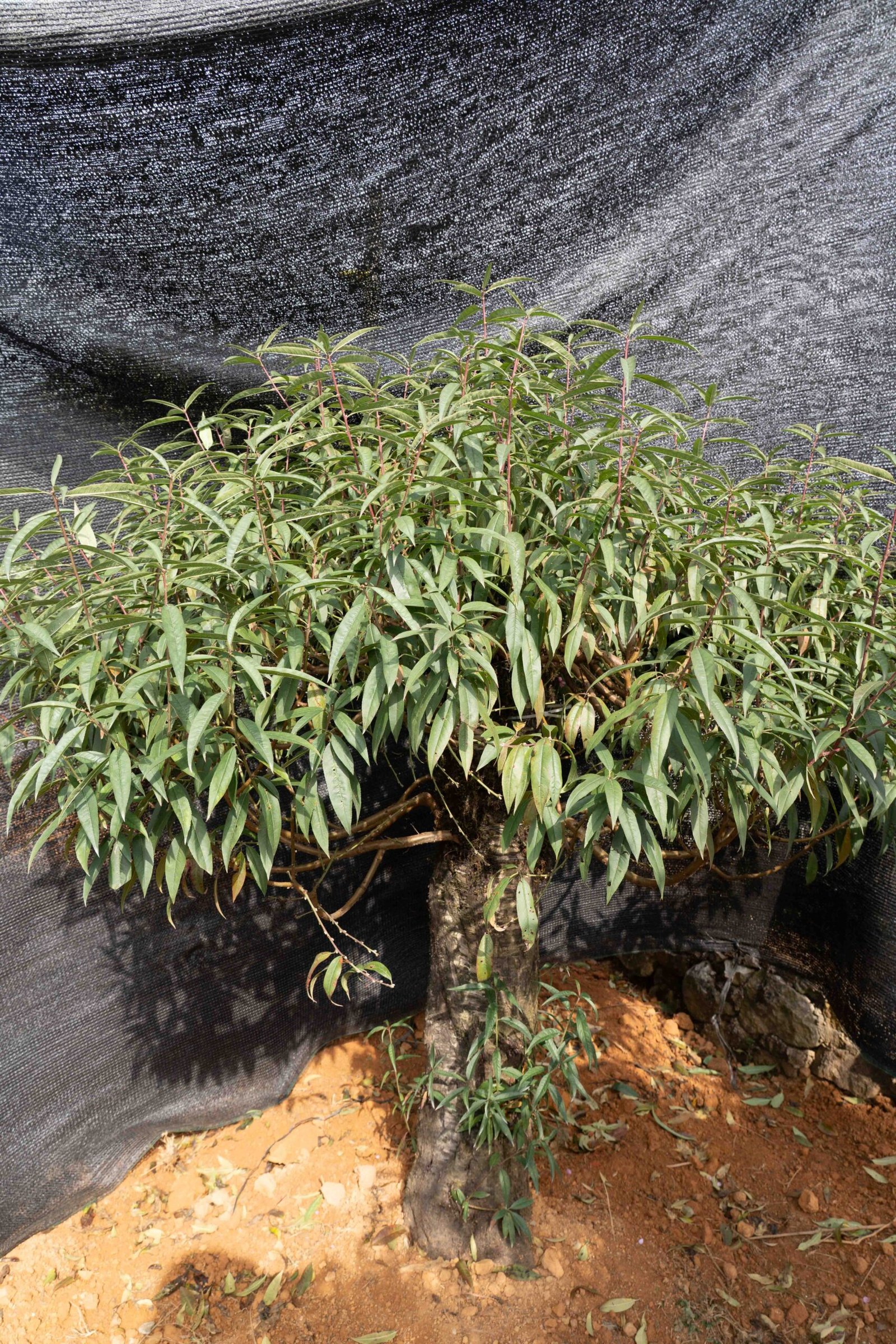 Đào tết Mộc Châu mã số 50 - Image 10