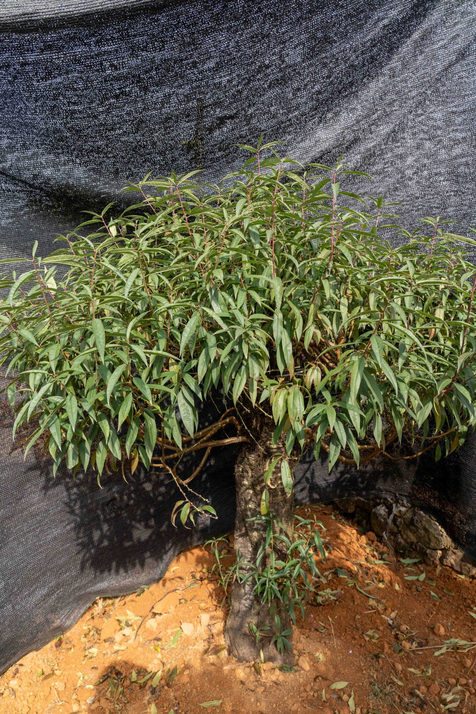 Đào tết Mộc Châu mã số 50 - Image 11