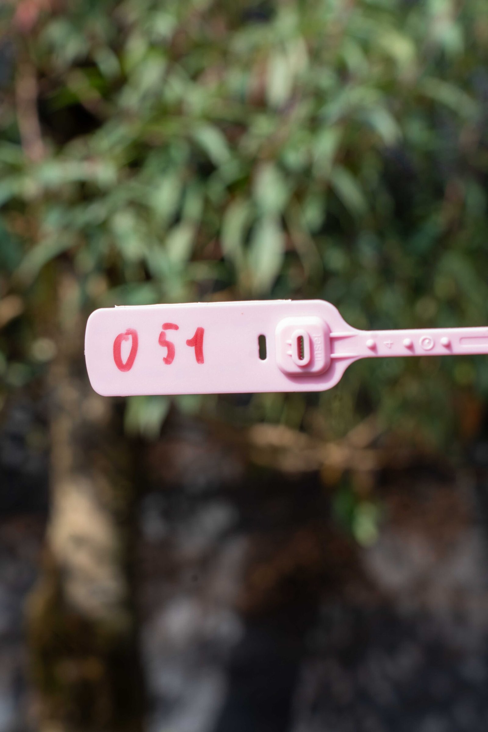 Đào tết Mộc Châu mã số 51 - Image 2