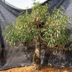 Đào tết Mộc Châu mã số 51