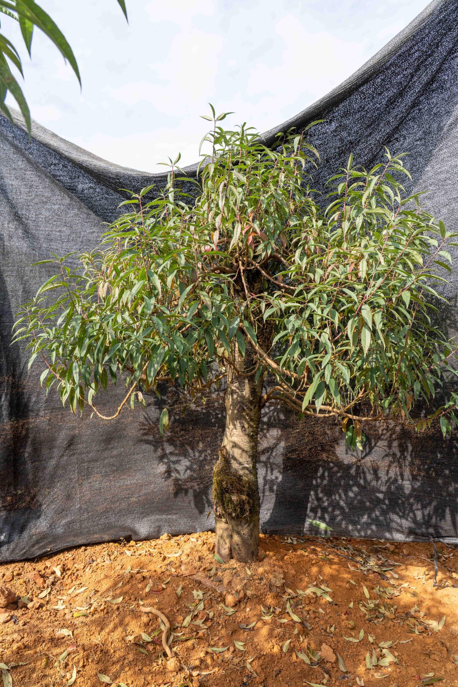 Đào tết Mộc Châu mã số 51