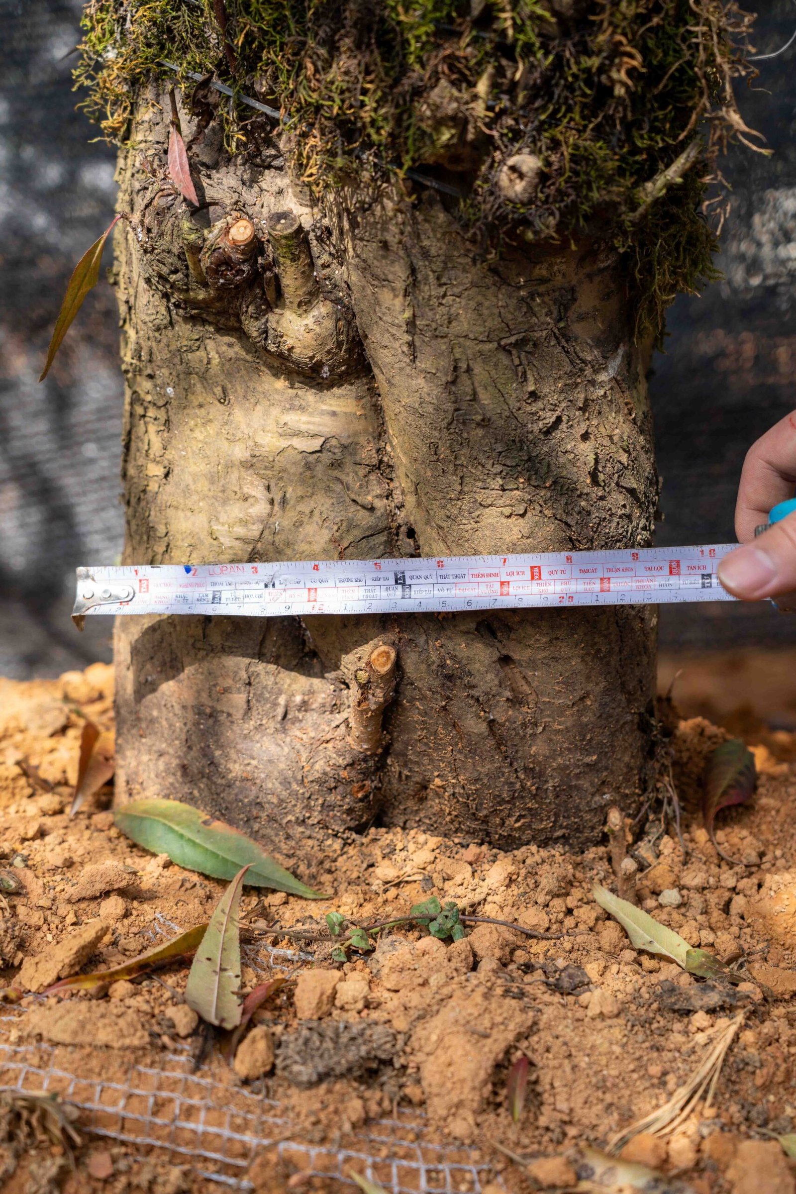 Đào tết Mộc Châu mã số 51 - Image 6