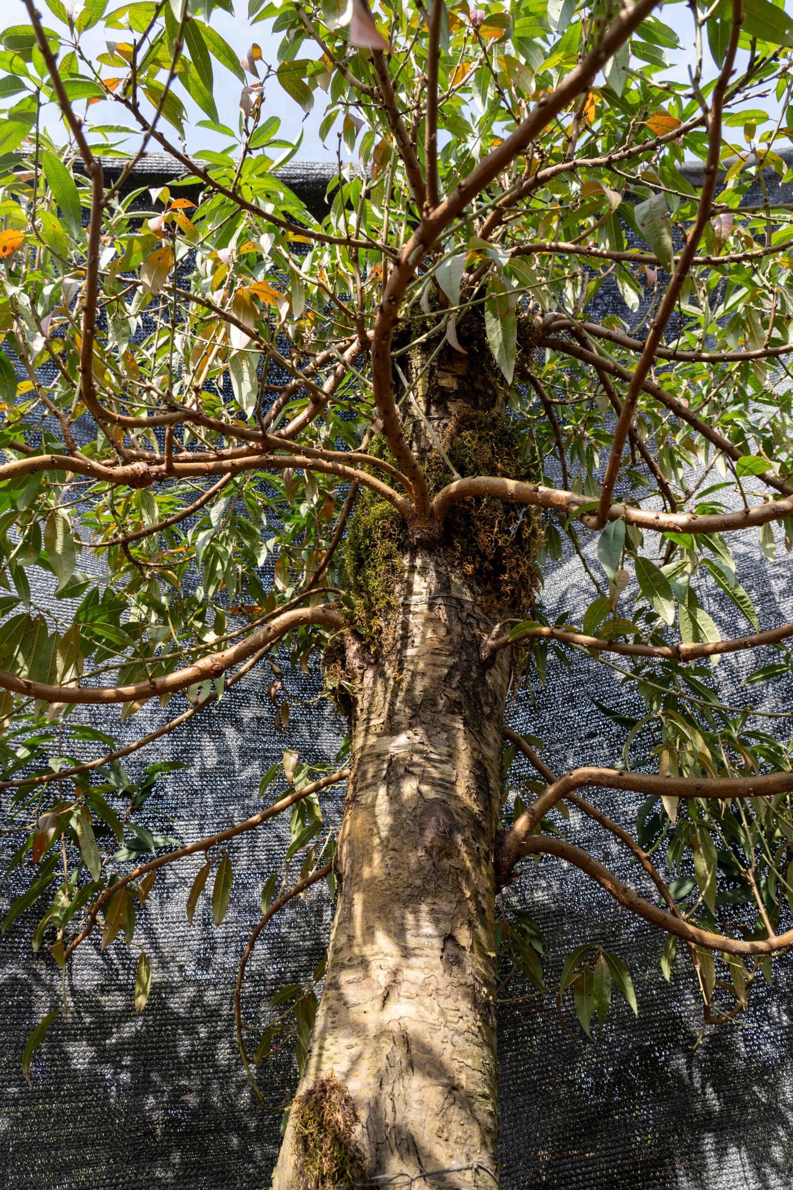 Đào tết Mộc Châu mã số 51 - Image 8