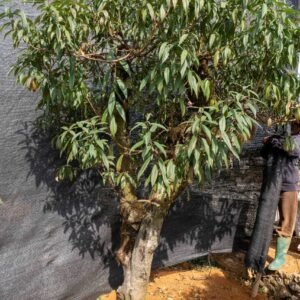 Đào tết Mộc Châu mã số 52