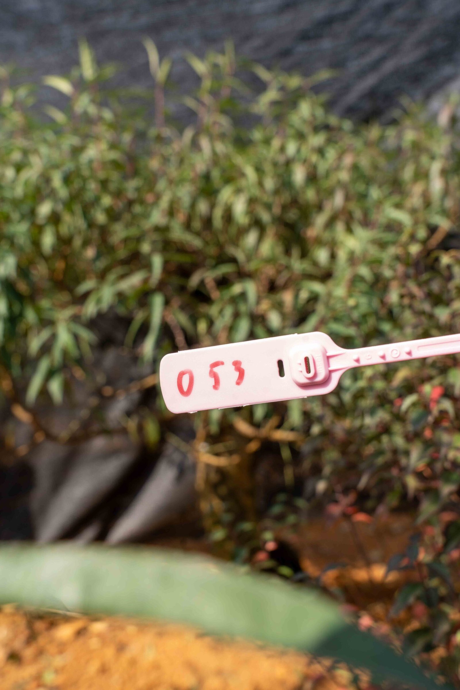 Đào tết Mộc Châu mã số 53 - Image 2