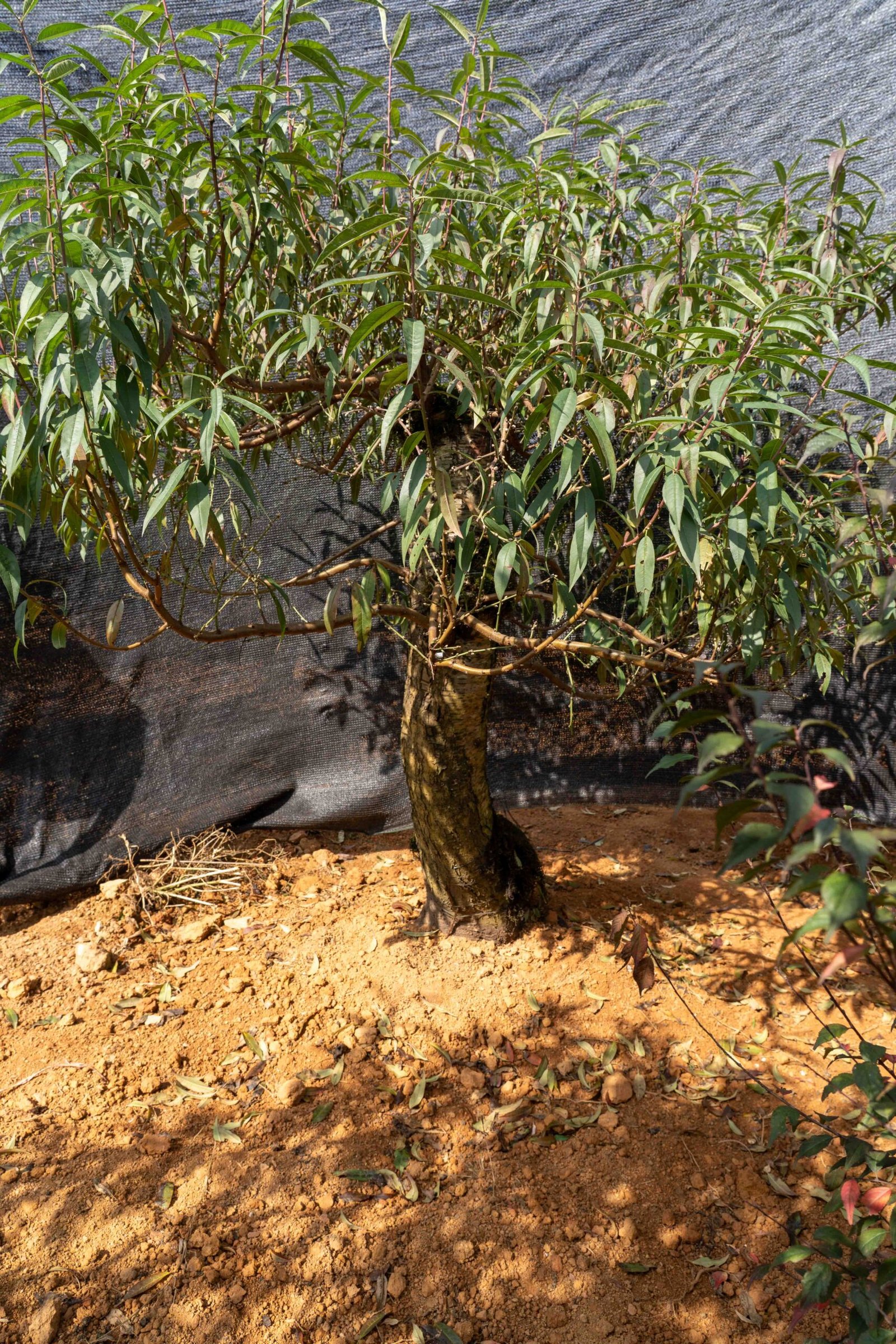 Đào tết Mộc Châu mã số 53