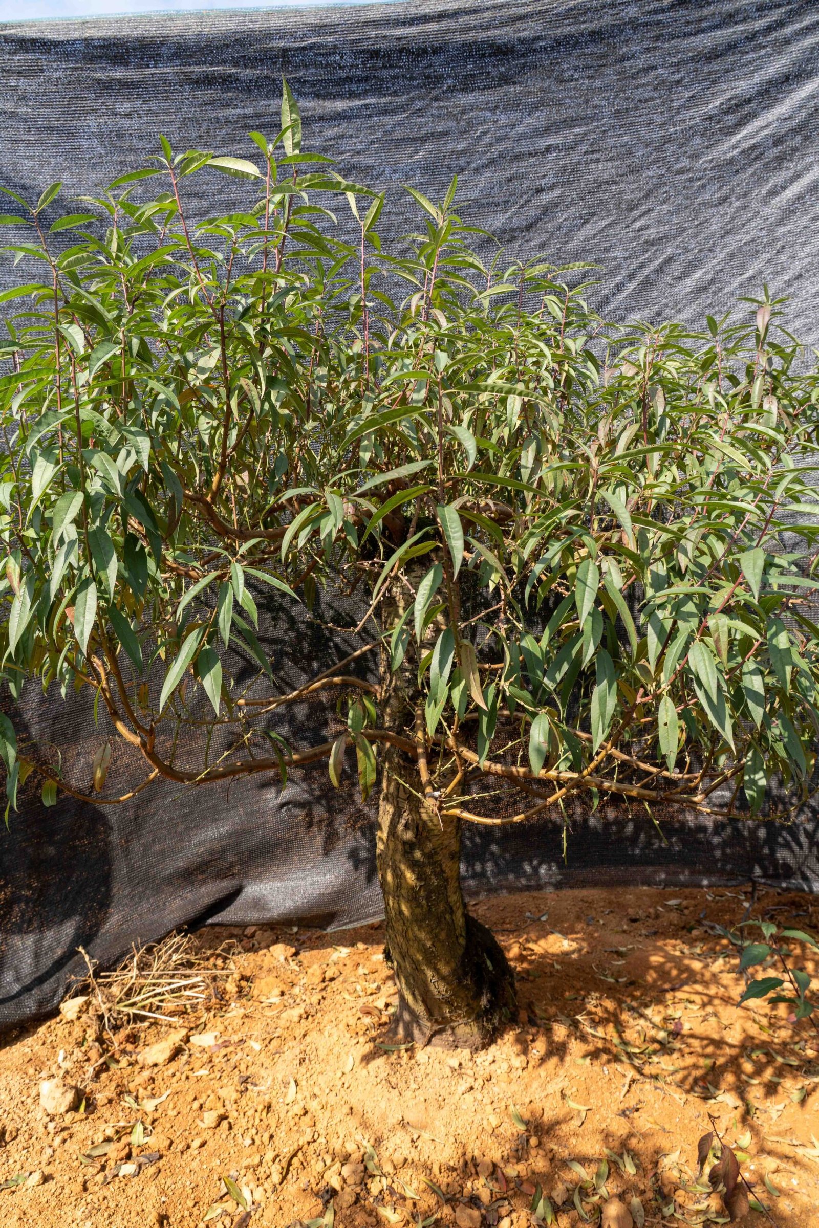 Đào tết Mộc Châu mã số 53 - Image 4