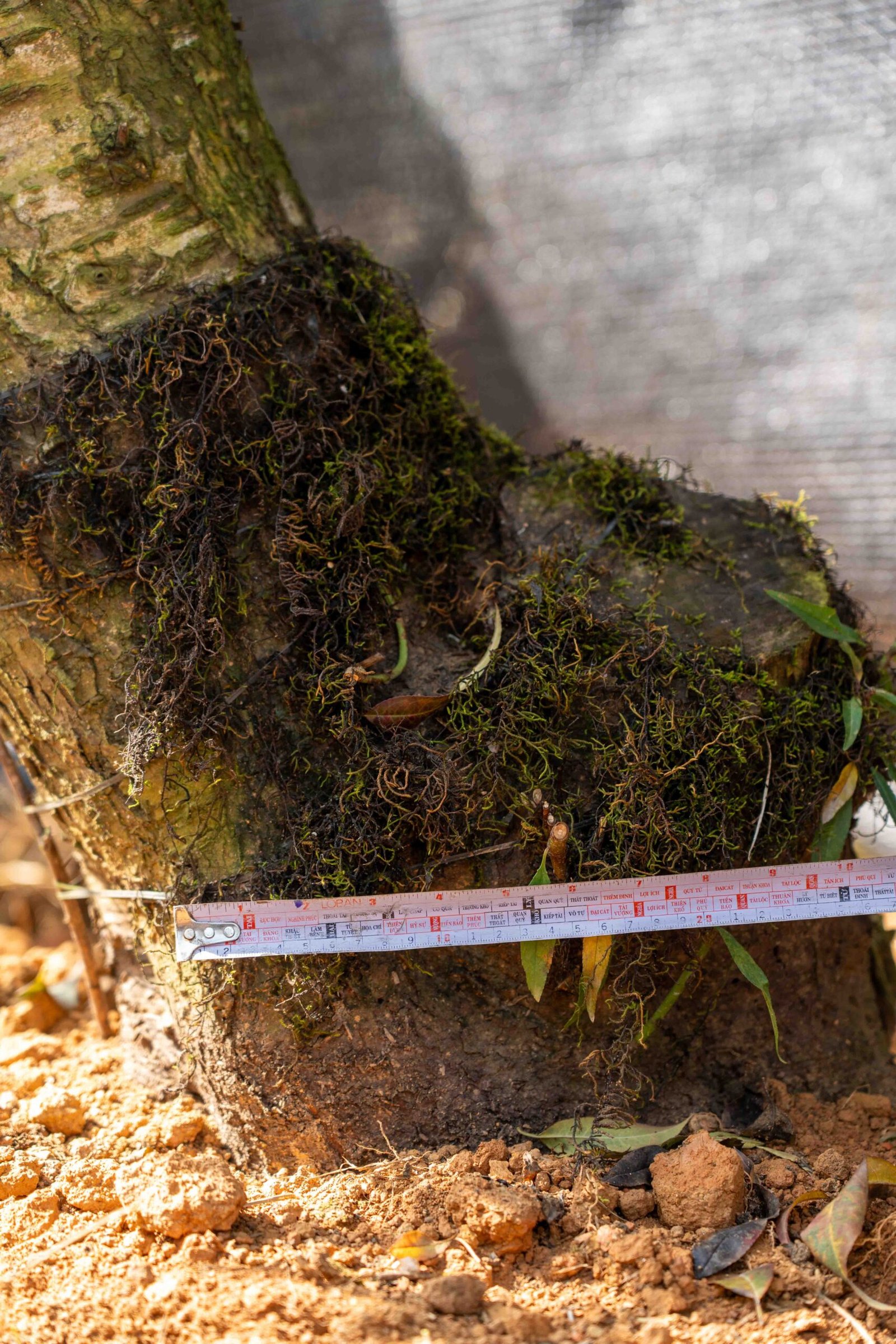 Đào tết Mộc Châu mã số 53 - Image 5