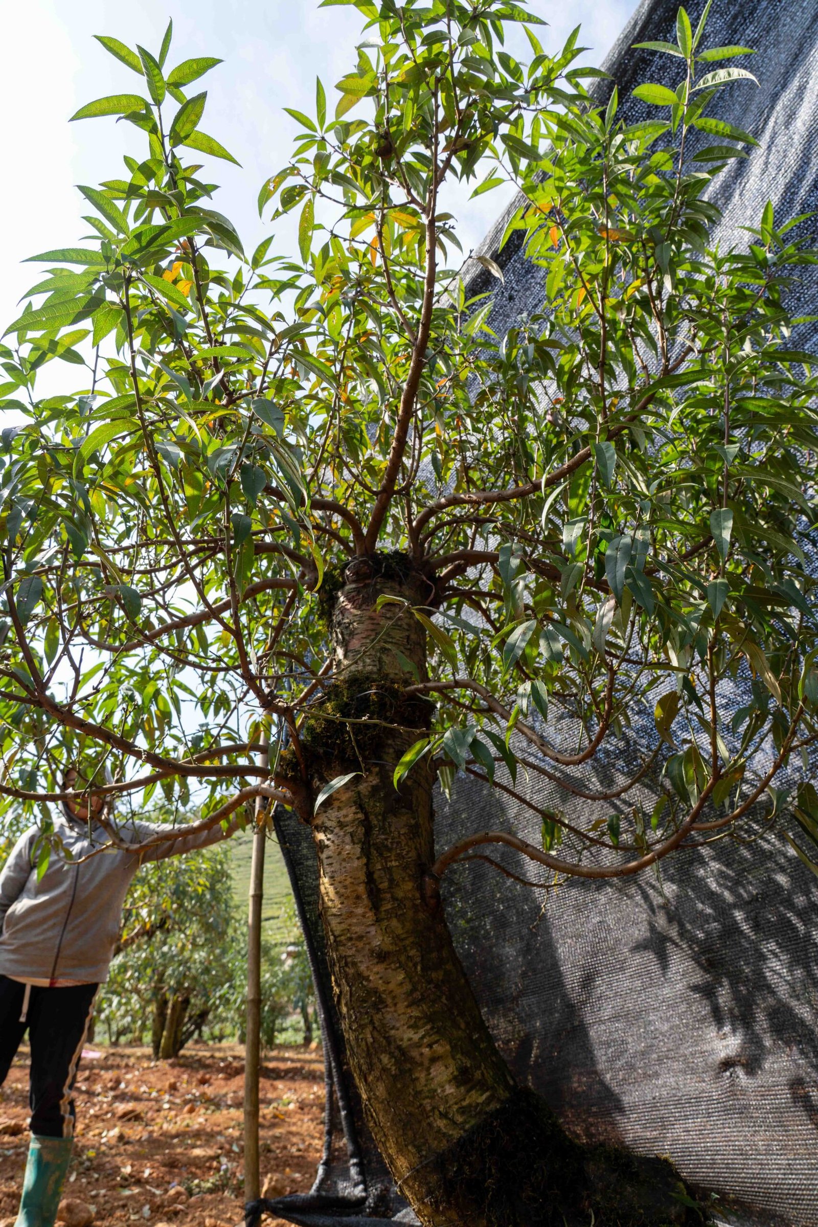 Đào tết Mộc Châu mã số 53 - Image 6