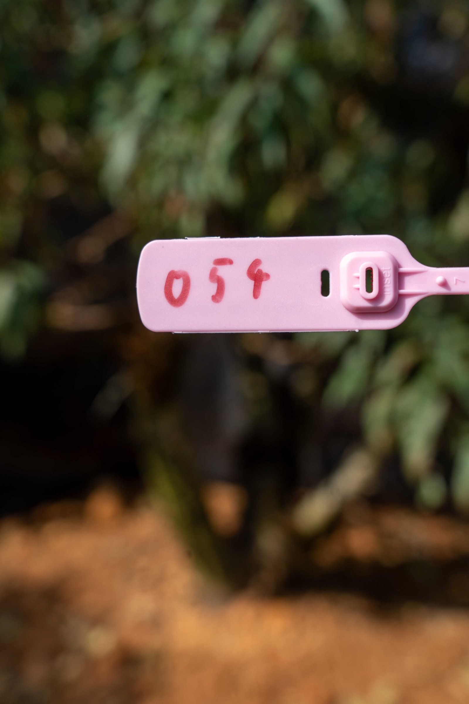 Đào tết Mộc Châu mã số 54 - Image 2