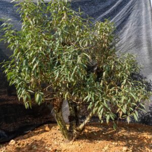 Đào tết Mộc Châu mã số 54