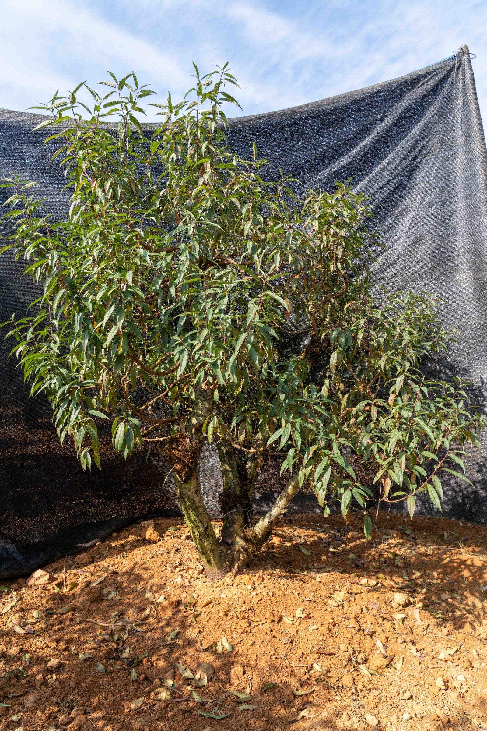 Đào tết Mộc Châu mã số 54