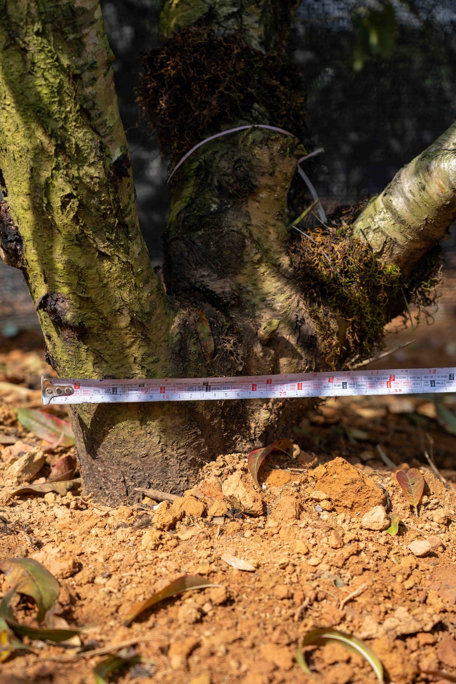 Đào tết Mộc Châu mã số 54 - Image 6