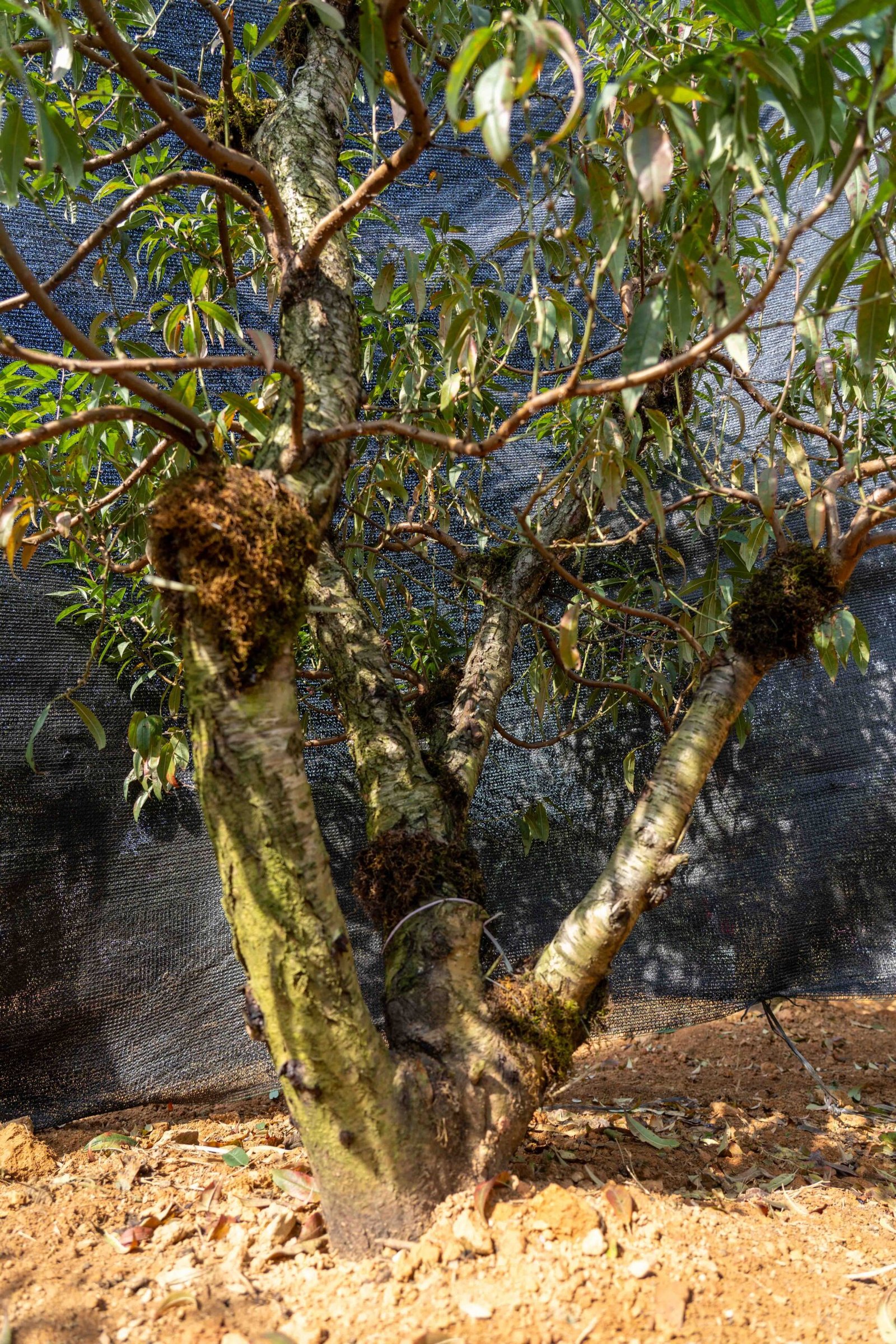 Đào tết Mộc Châu mã số 54 - Image 7