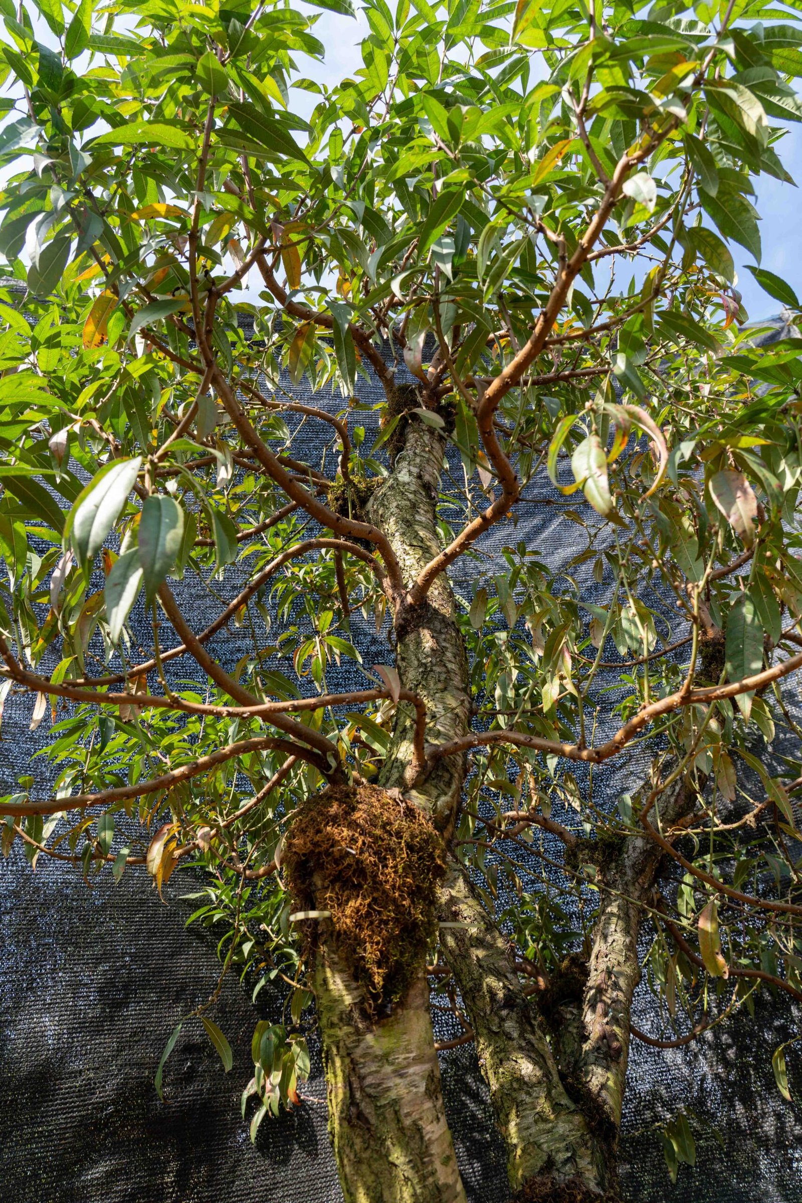 Đào tết Mộc Châu mã số 54 - Image 8