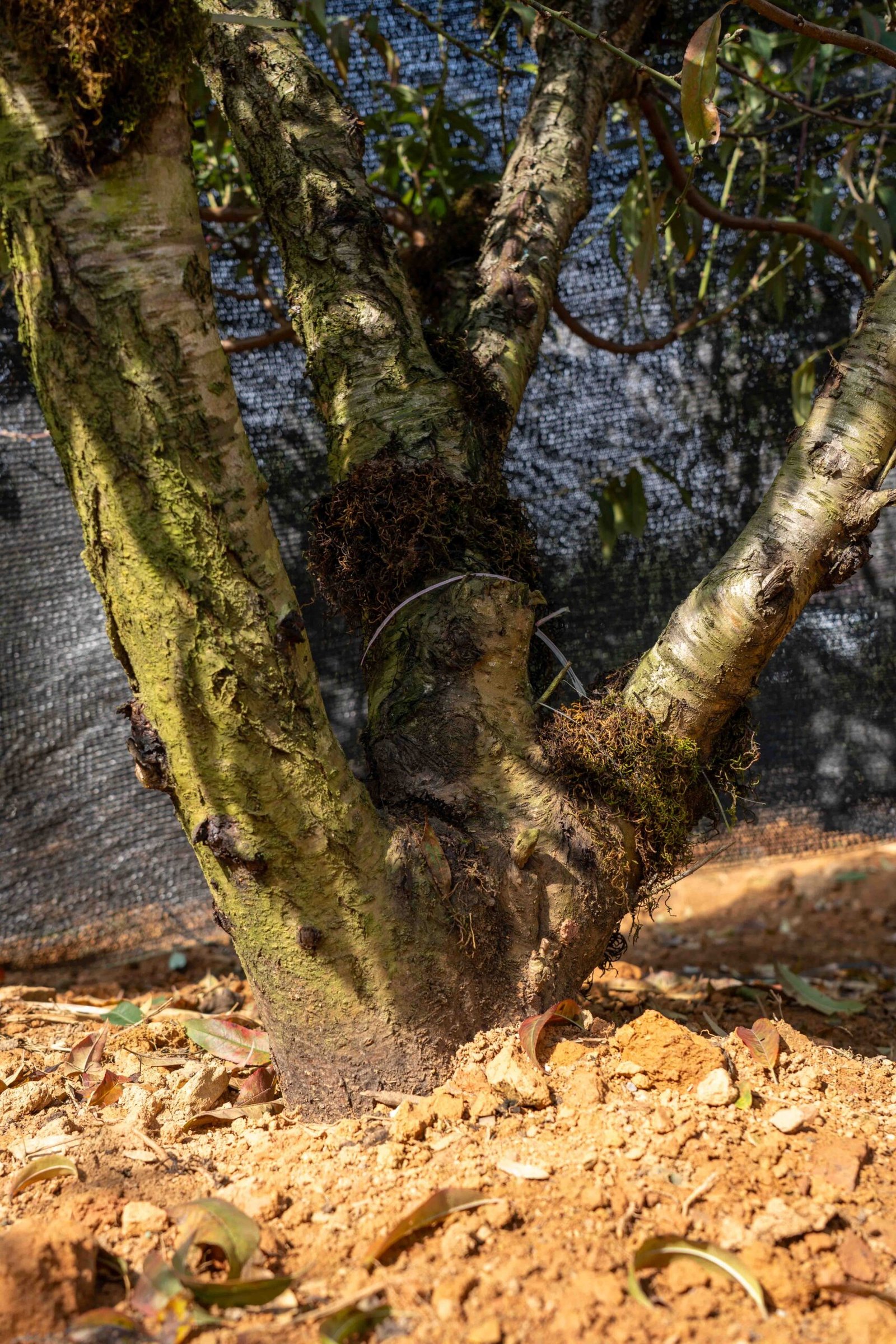 Đào tết Mộc Châu mã số 54 - Image 9