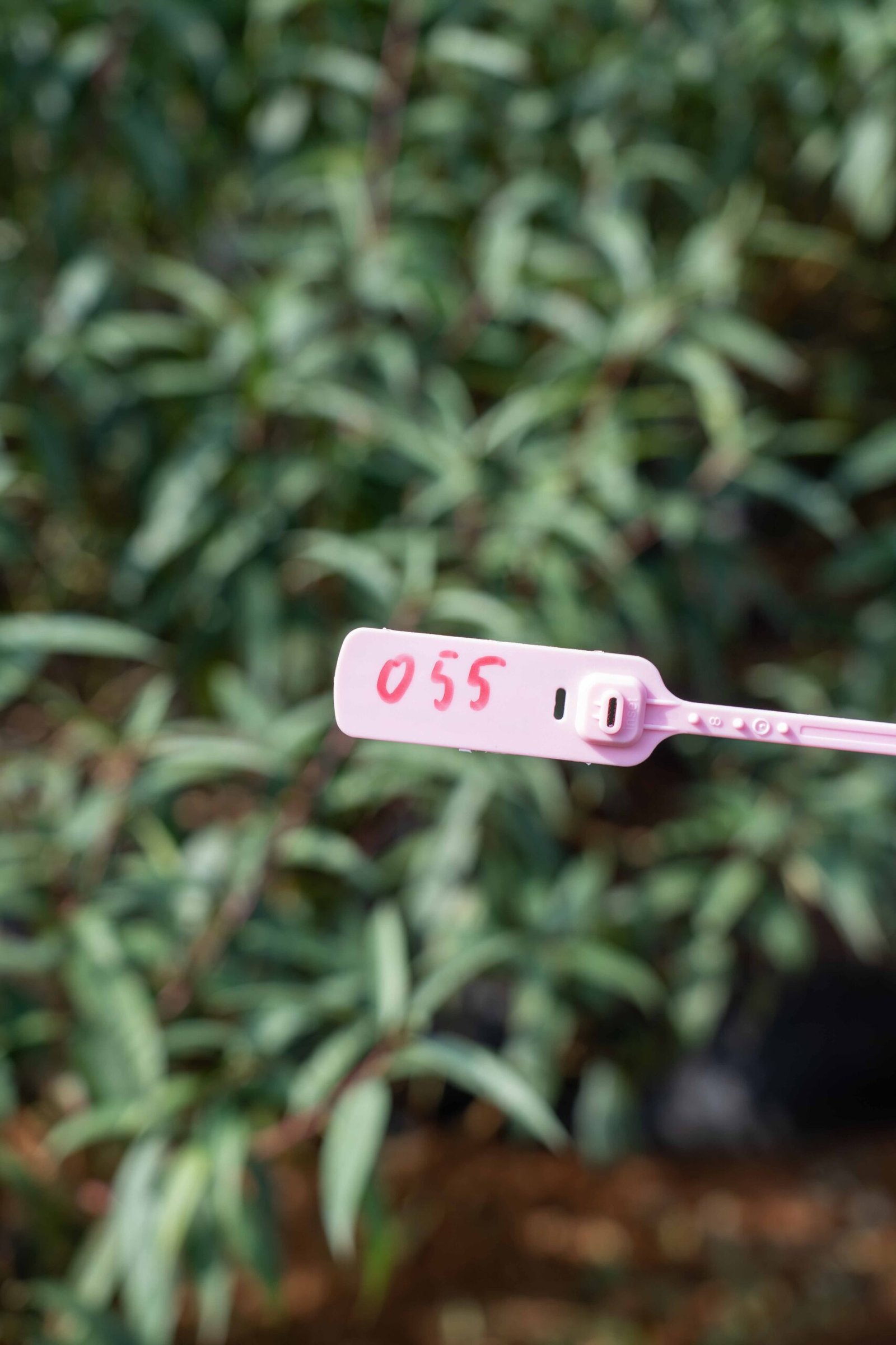 Đào tết Mộc Châu mã số 55 - Image 2