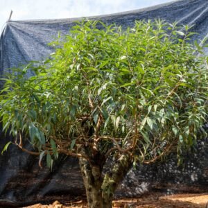 Đào tết Mộc Châu mã số 55