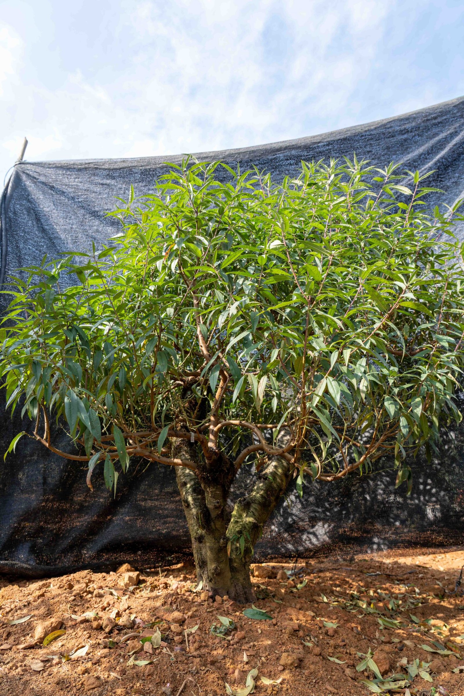 Đào tết Mộc Châu mã số 55