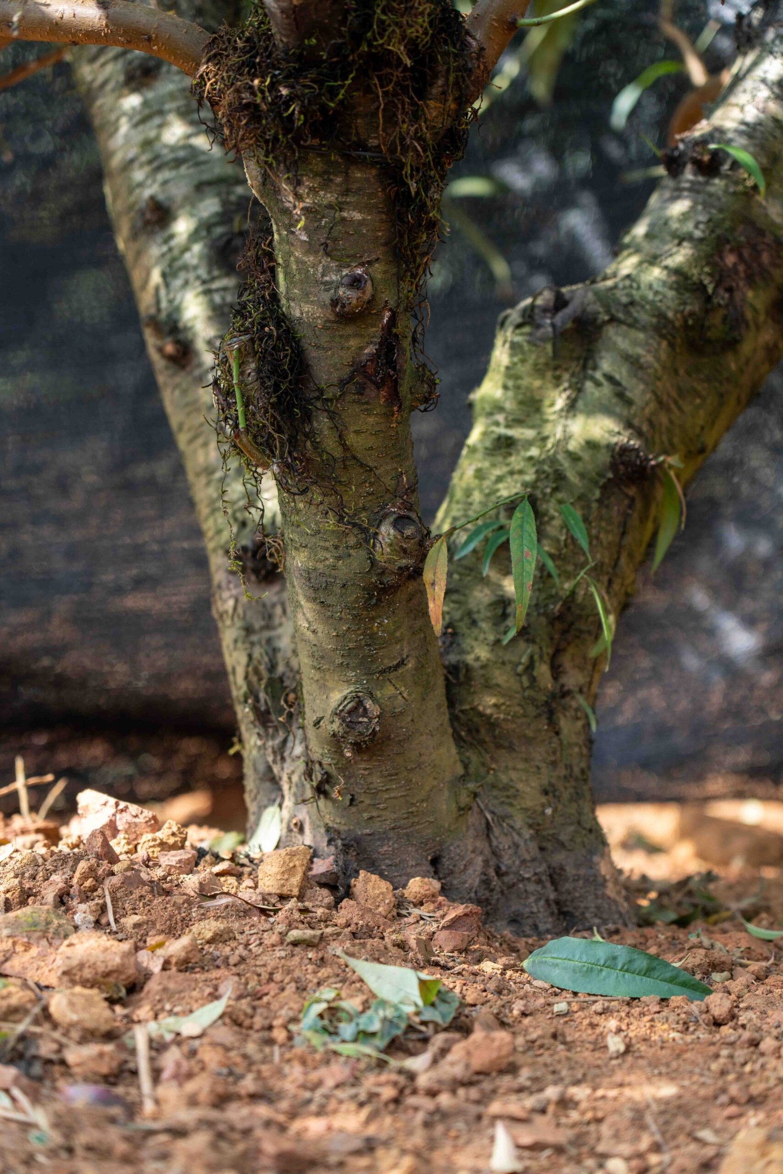 Đào tết Mộc Châu mã số 55 - Image 4