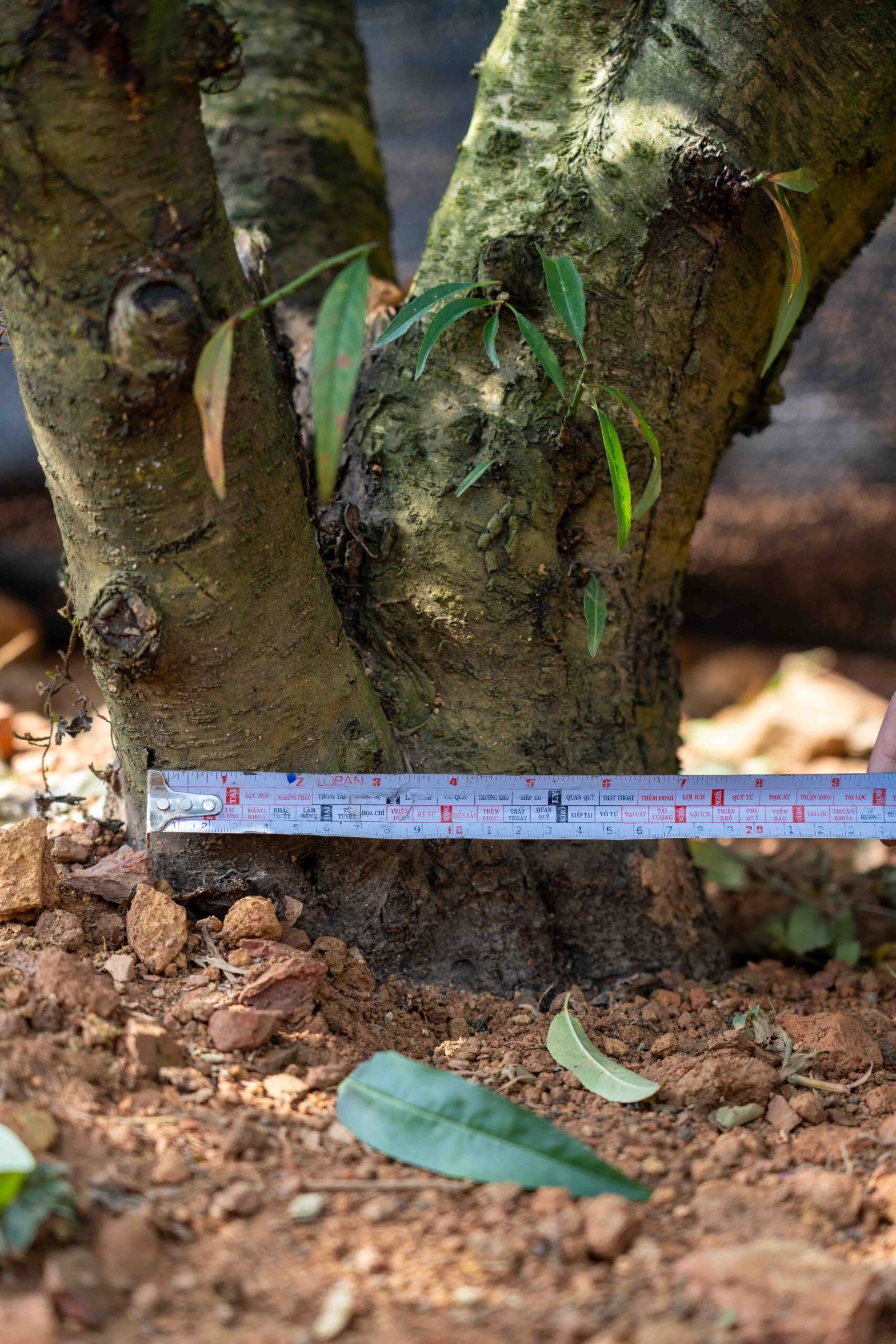 Đào tết Mộc Châu mã số 55 - Image 7