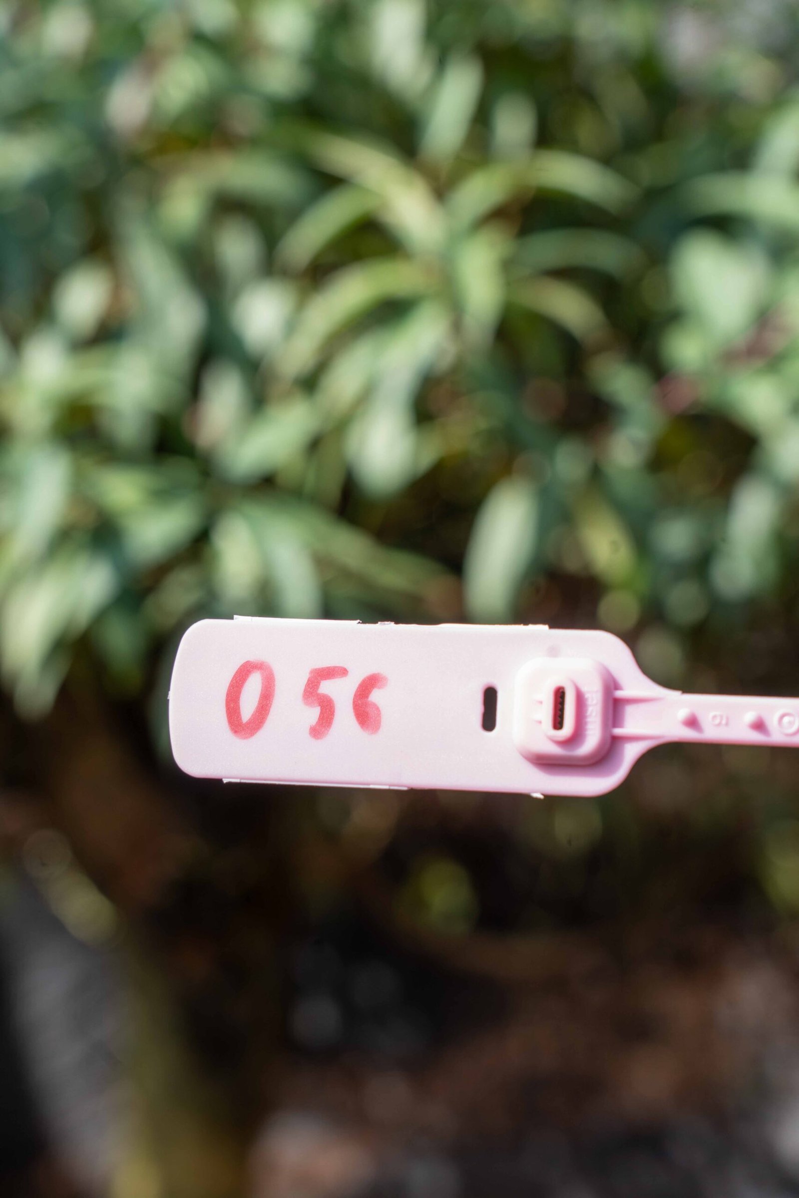 Đào tết Mộc Châu mã số 56 - Image 2