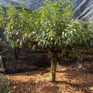 Đào tết Mộc Châu mã số 56