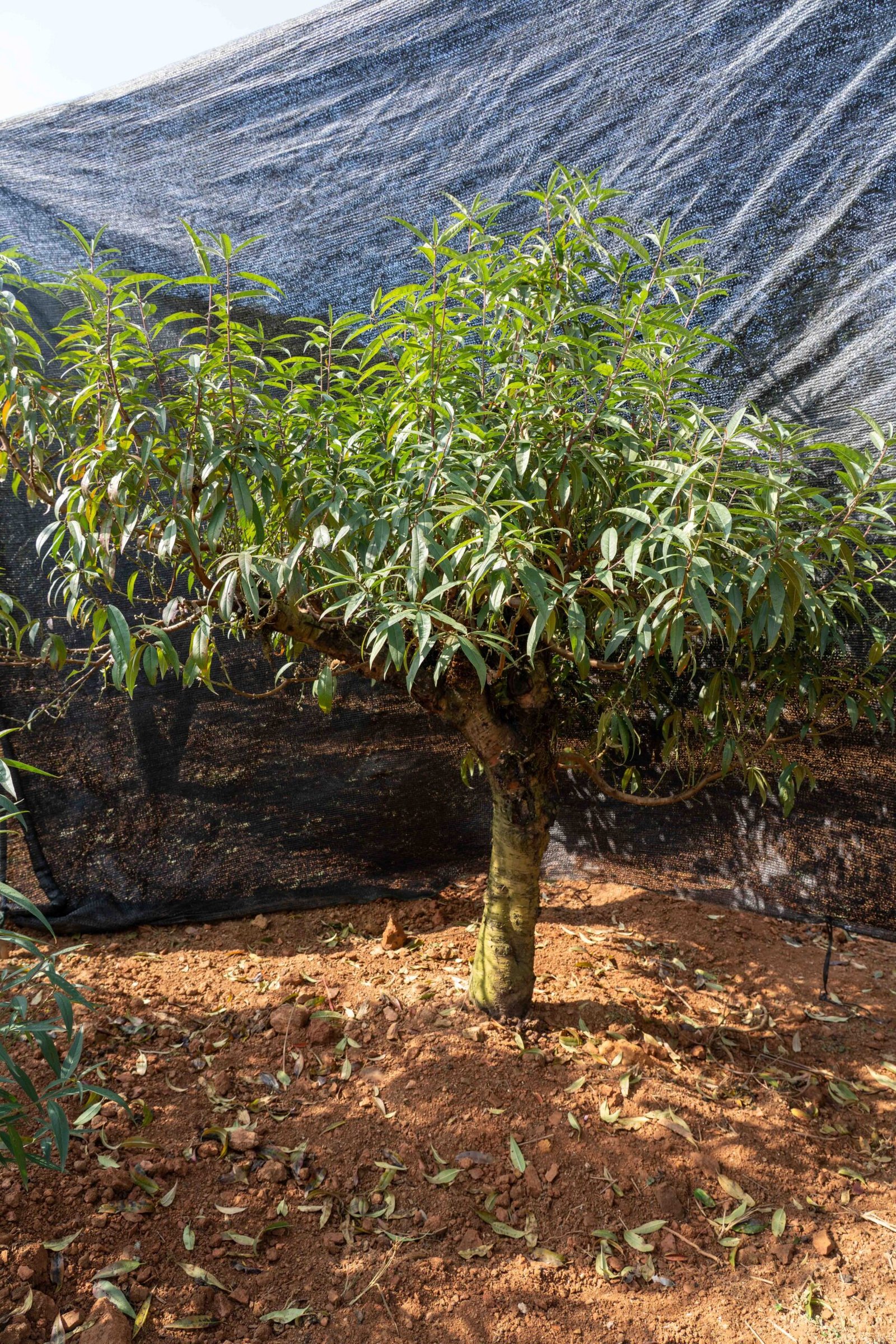 Đào tết Mộc Châu mã số 56