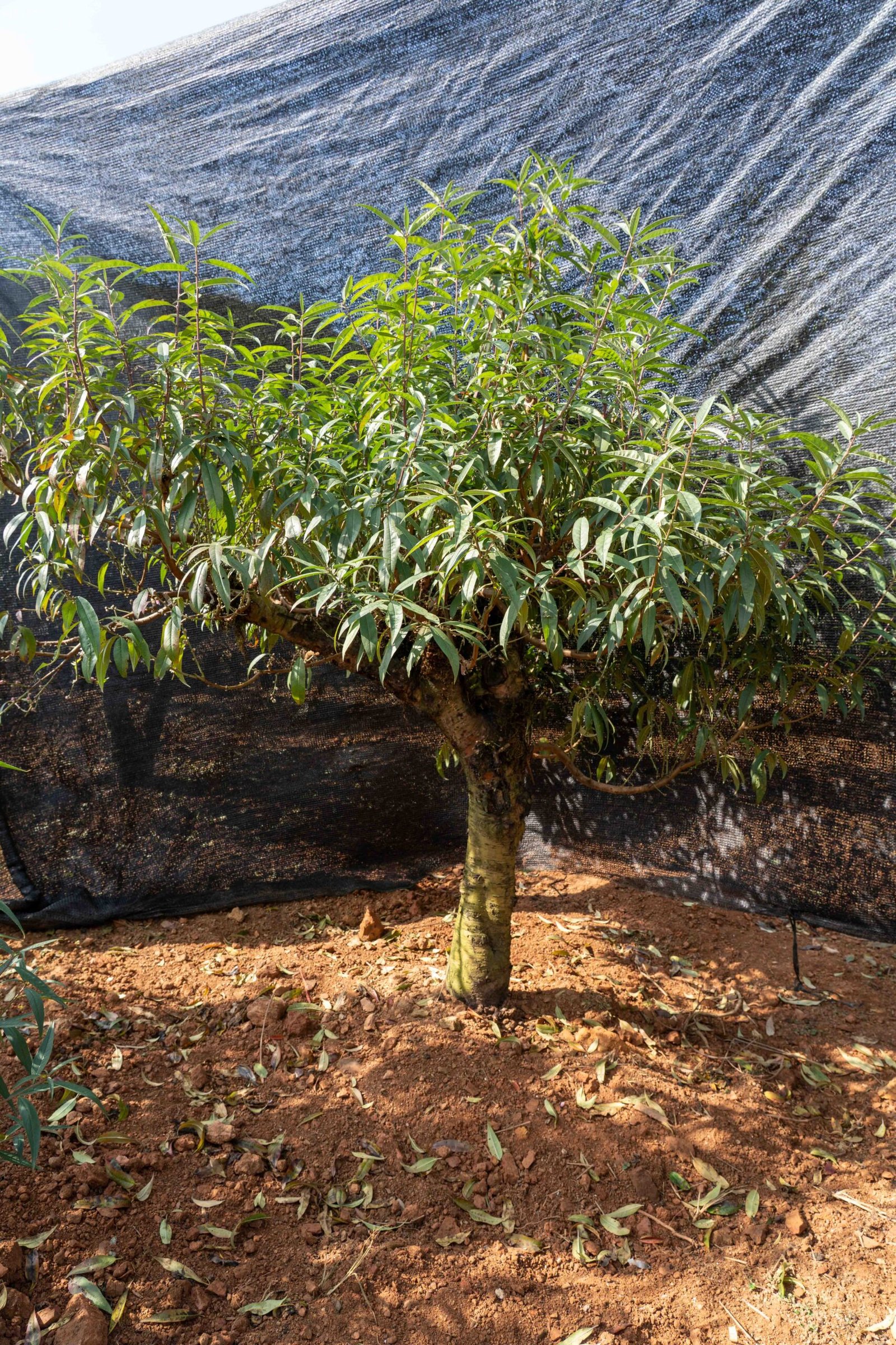 Đào tết Mộc Châu mã số 56 - Image 3