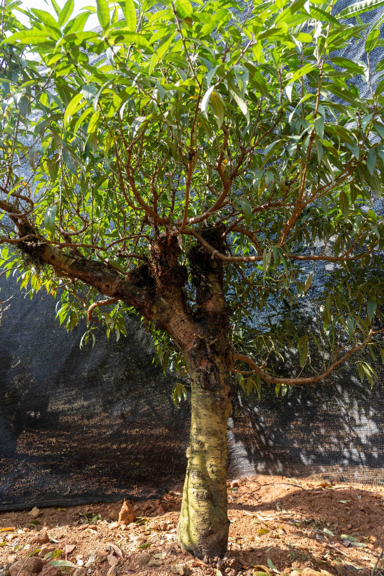 Đào tết Mộc Châu mã số 56 - Image 6