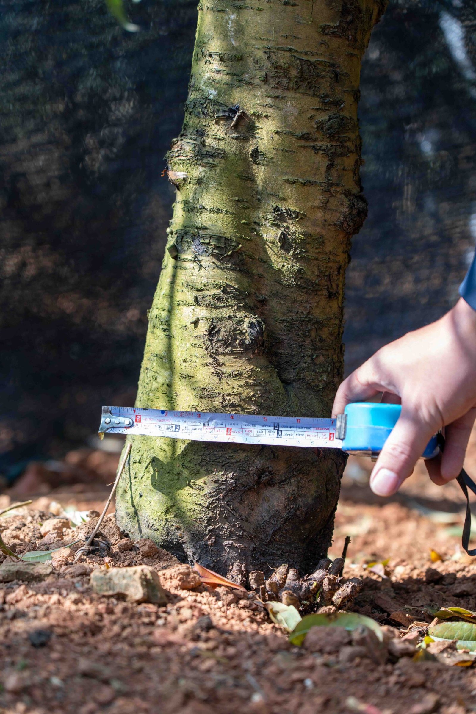 Đào tết Mộc Châu mã số 56 - Image 7