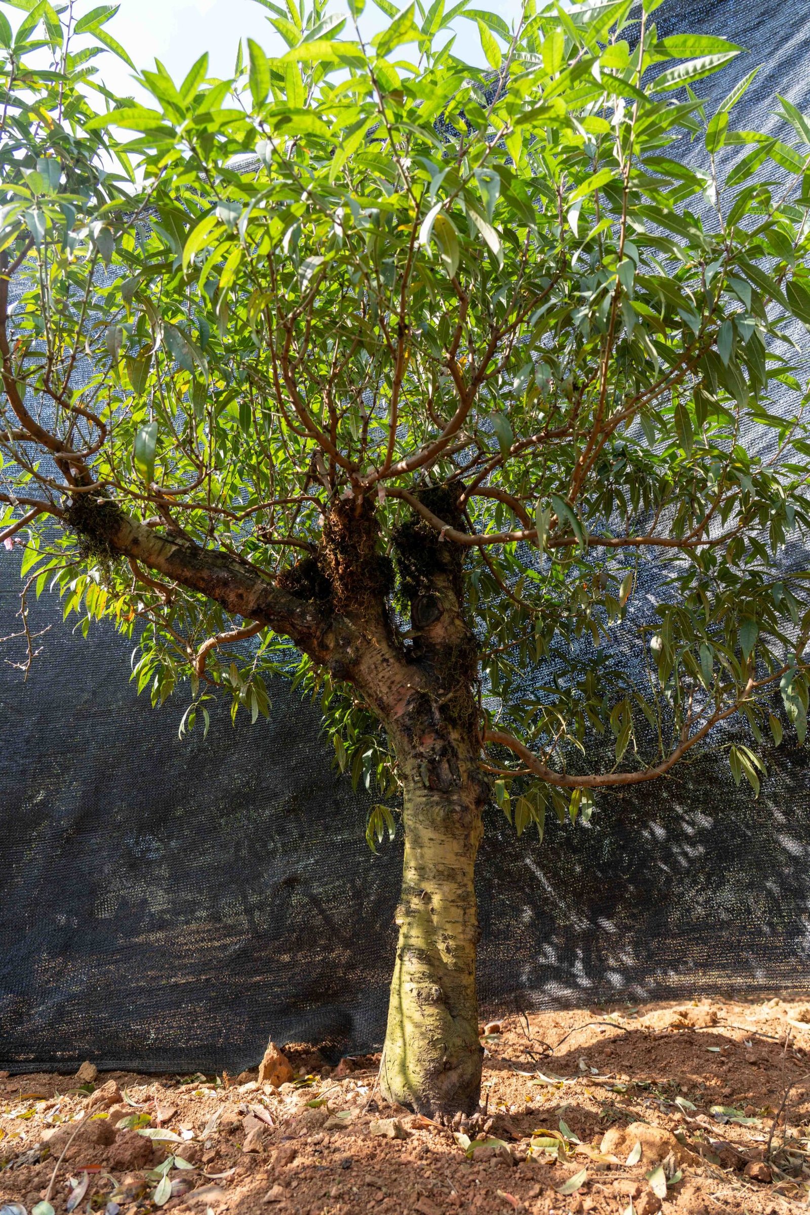 Đào tết Mộc Châu mã số 56 - Image 8