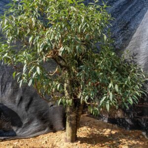 Đào tết Mộc Châu mã số 57