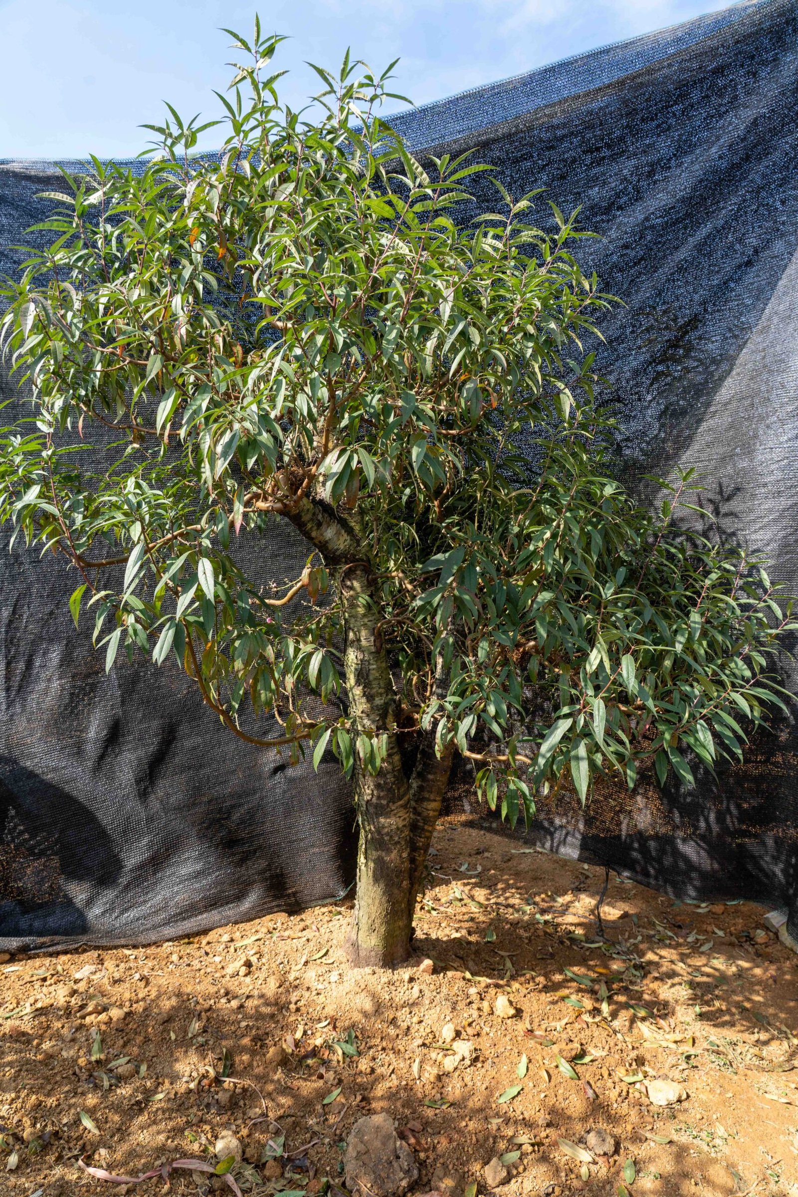 Đào tết Mộc Châu mã số 57