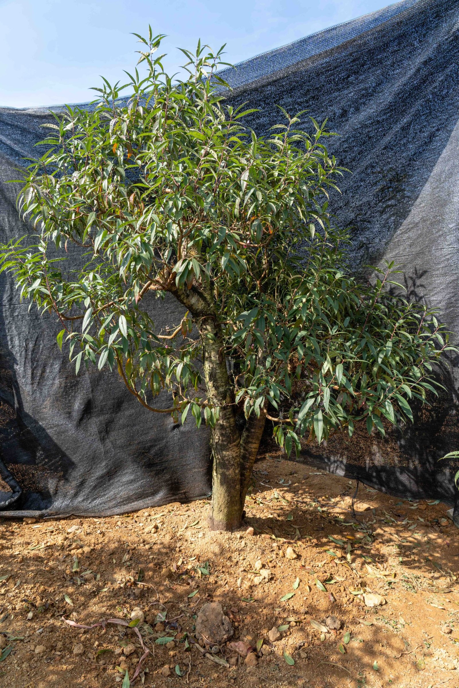 Đào tết Mộc Châu mã số 57 - Image 4