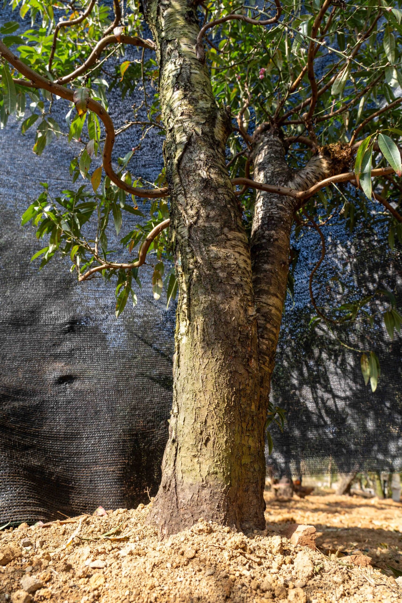 Đào tết Mộc Châu mã số 57 - Image 5